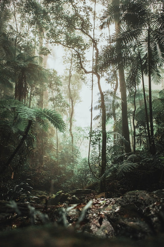 It’s a digital jungle out there...